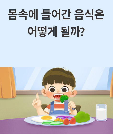 몸속에 들어간 음식은 어떻게 될까 ? 